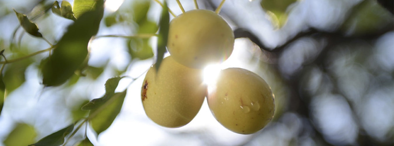 La marula, el árbol mágico que combate el paso del tiempo