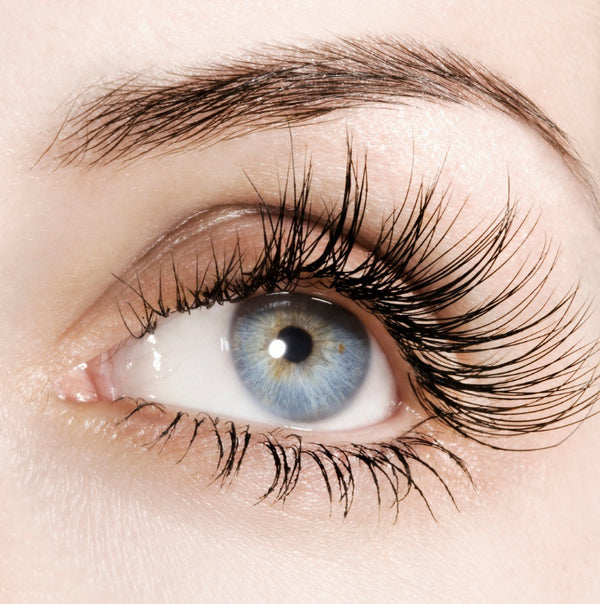 Talika Eyebrow Lipocils máscara crecimiento de pestañas MARRÓN 8.5 ml